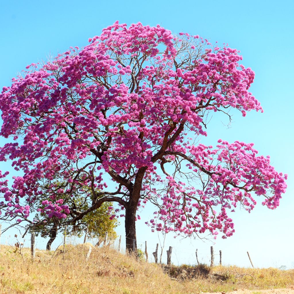 Tabebuia impetiginosa - Roter Lapacho