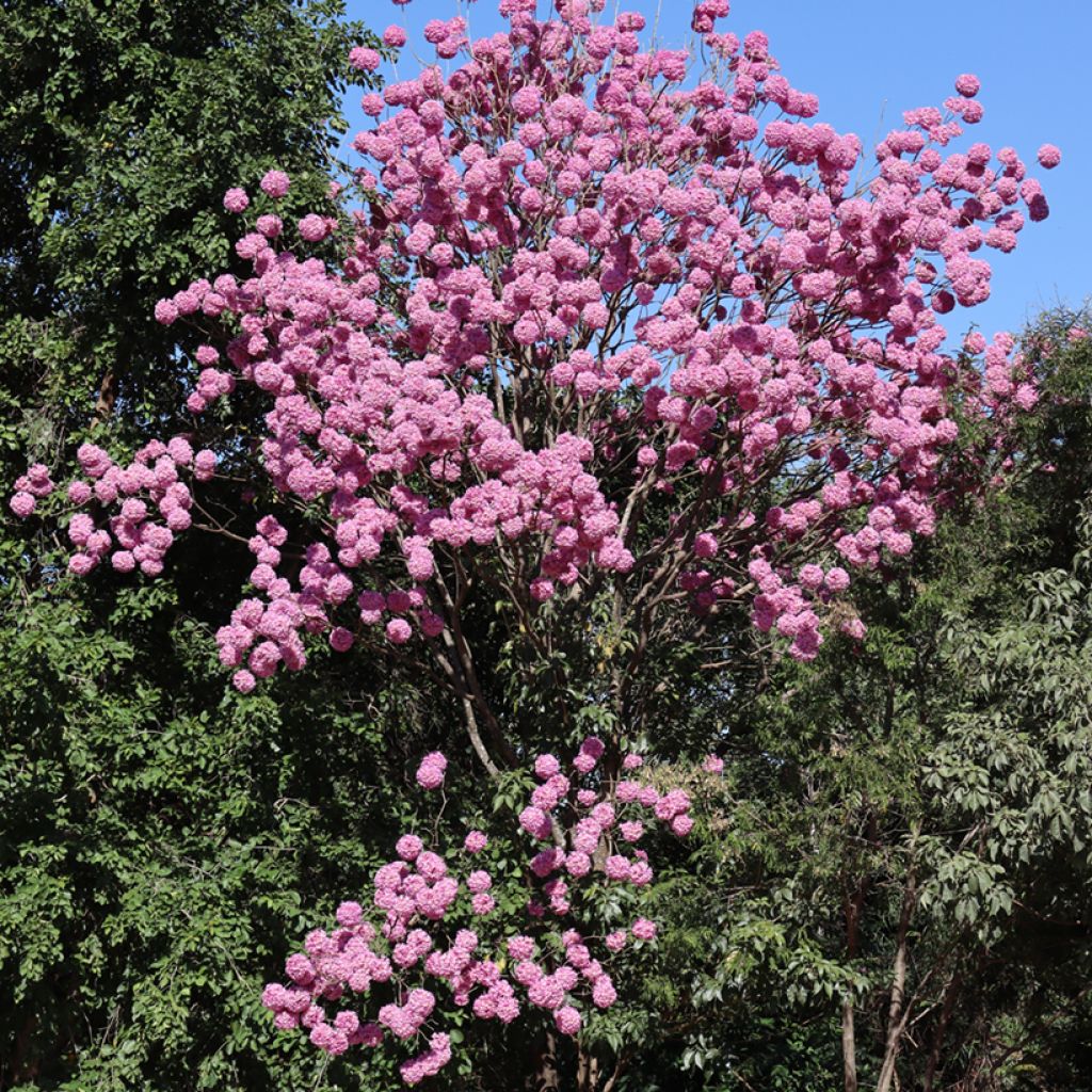 Tabebuia impetiginosa - Roter Lapacho