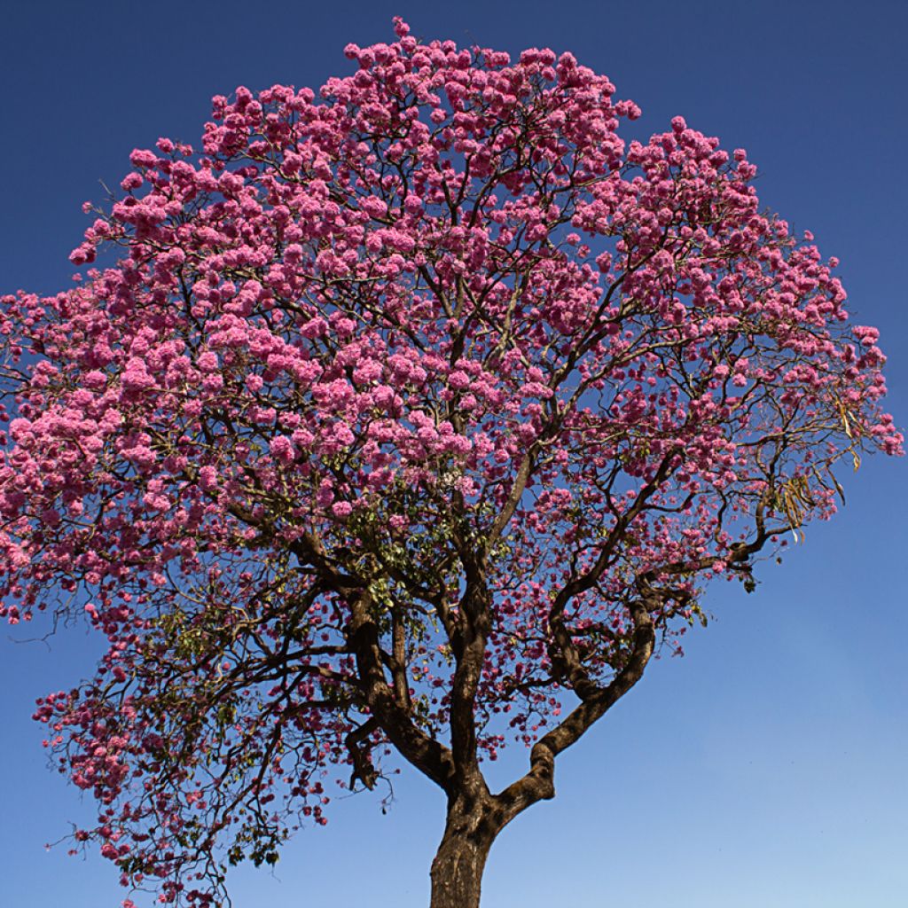 Tabebuia impetiginosa - Roter Lapacho