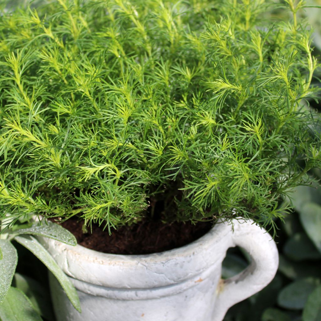 Studentenblume - Tagetes filifolia