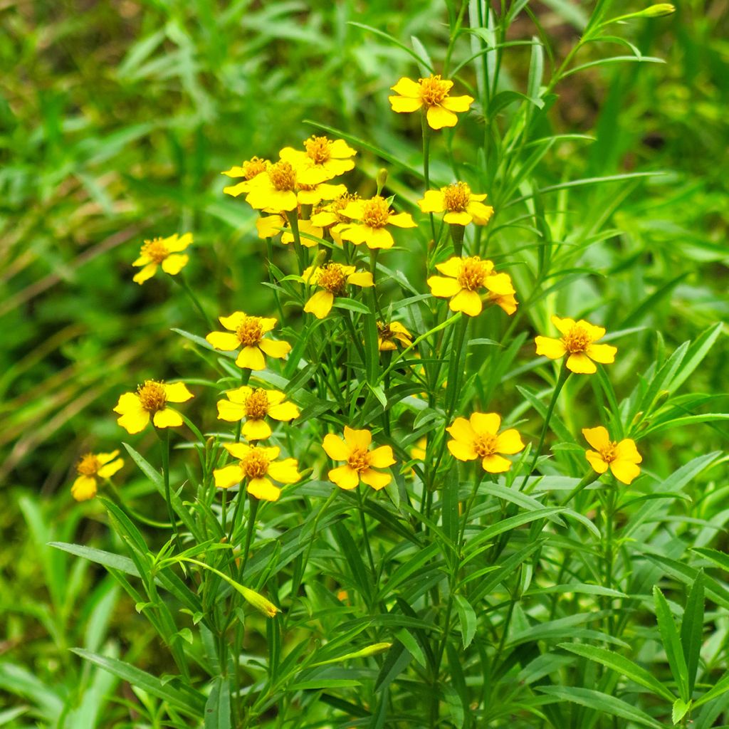 Studentenblume Bio - Ferme de Sainte Marthe