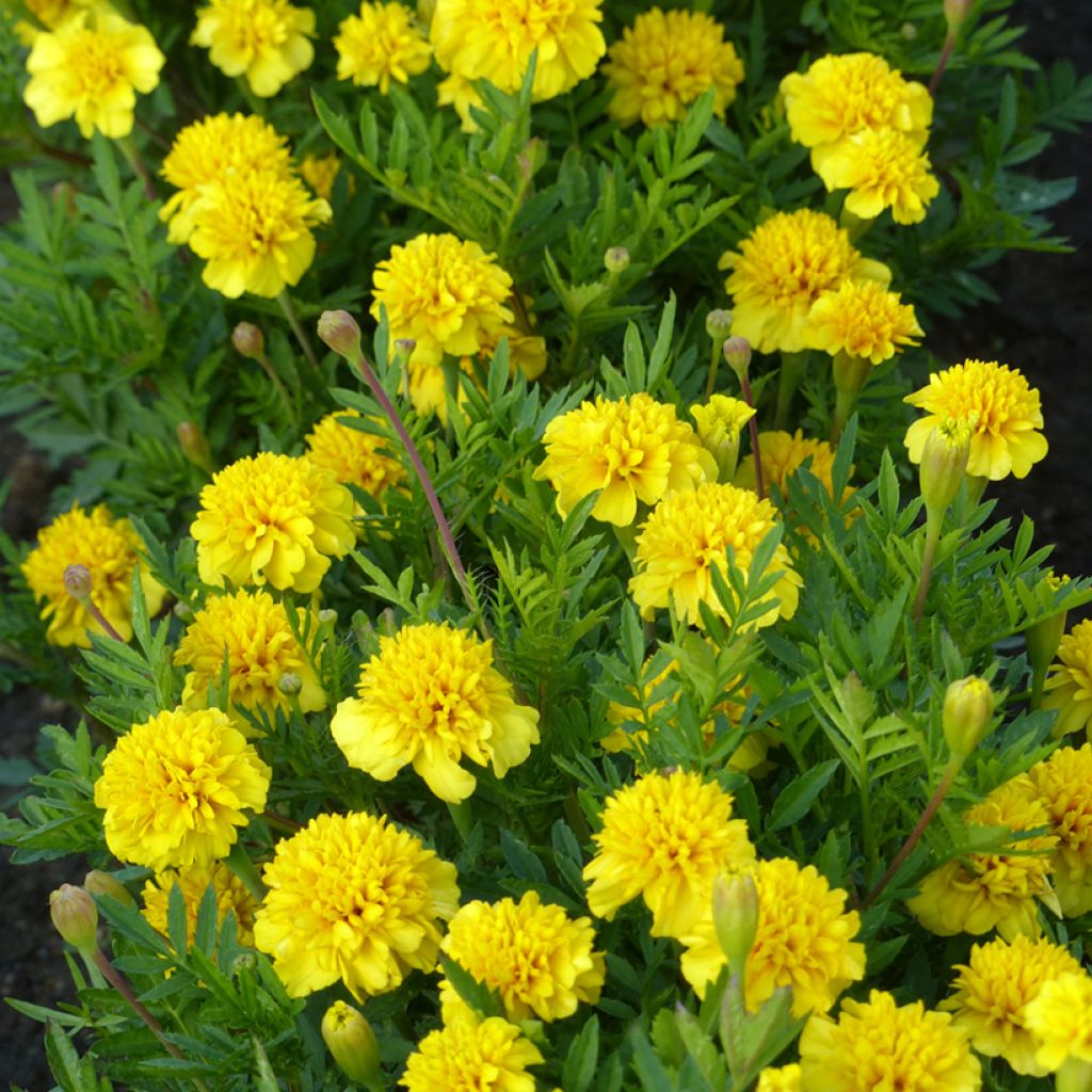 Studentenblume Petite Citroengeel