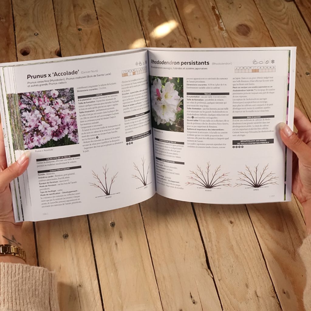 Tailler facilement tous les arbustes d'ornement