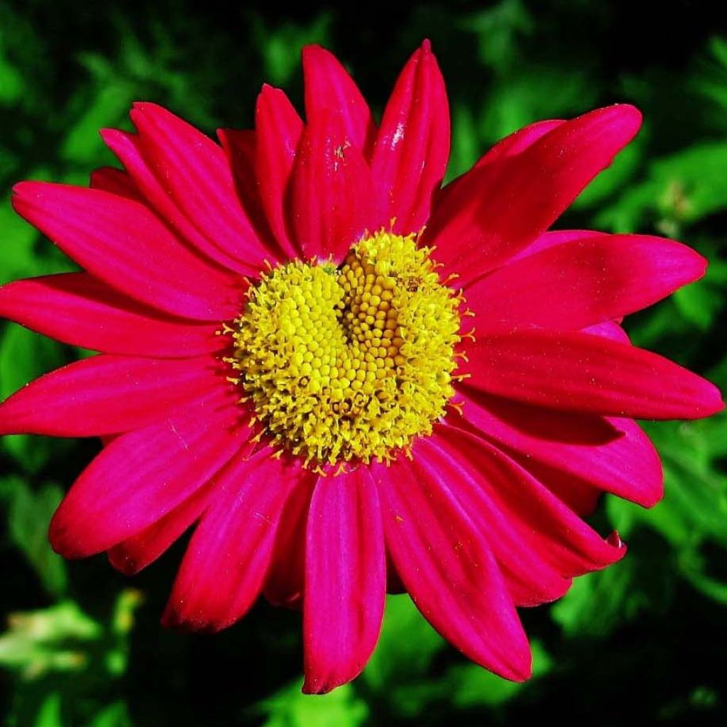 Tanacetum coccineum Robinson's Red - Rotblütige Wucherblume