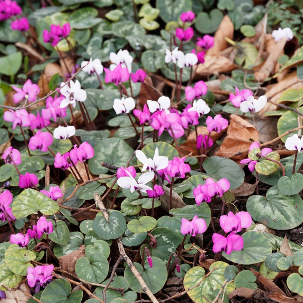 Blumen-Teppich im Winter - Rosa und weiße Cyclamen Coum