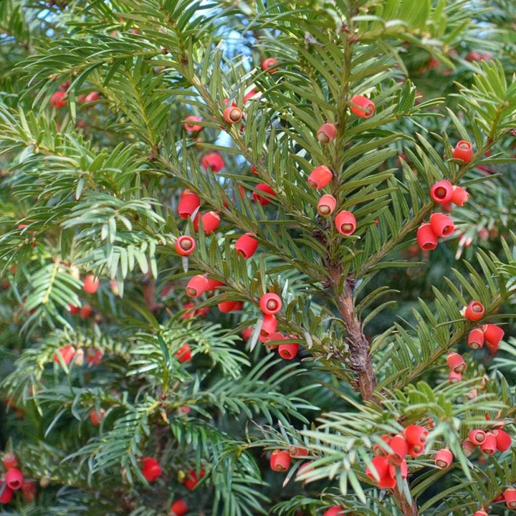 Eibe - Taxus baccata