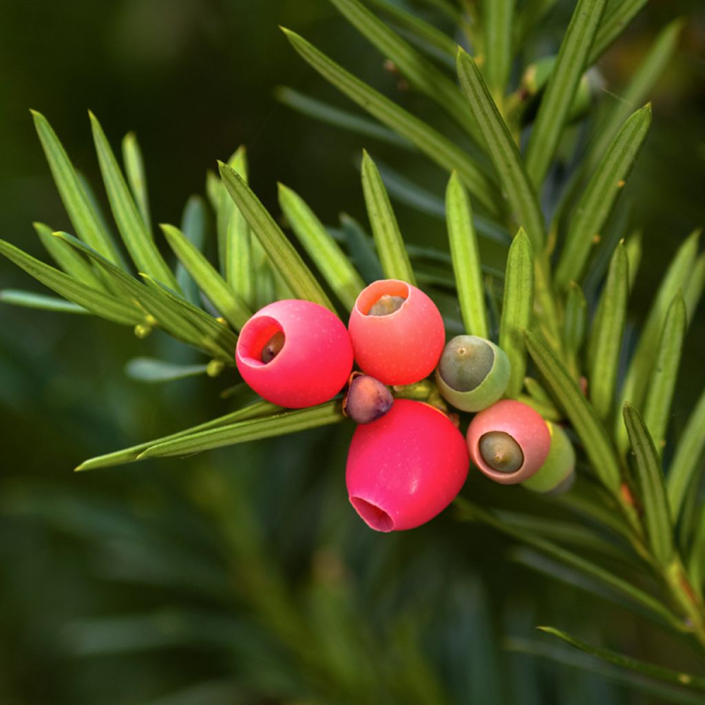 Eibe - Taxus baccata