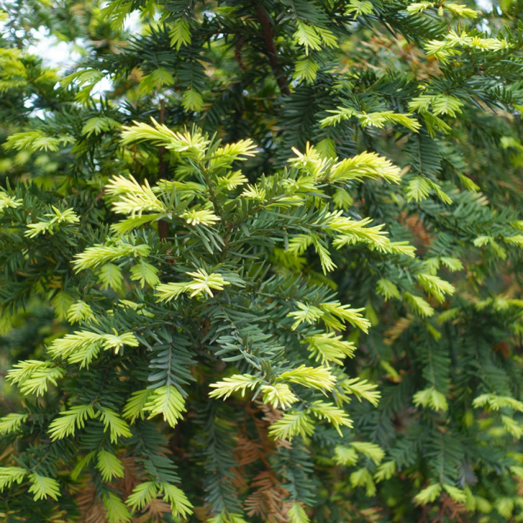 Eibe - Taxus baccata
