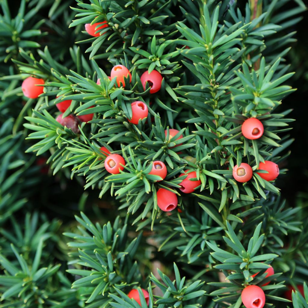 Eibe - Taxus baccata