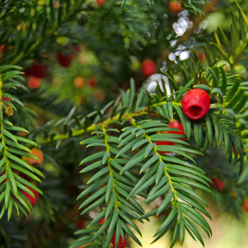 Eibe - Taxus baccata