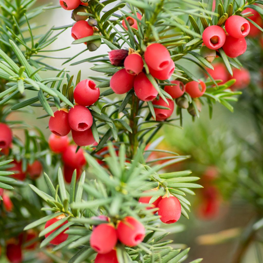 Eibe - Taxus baccata