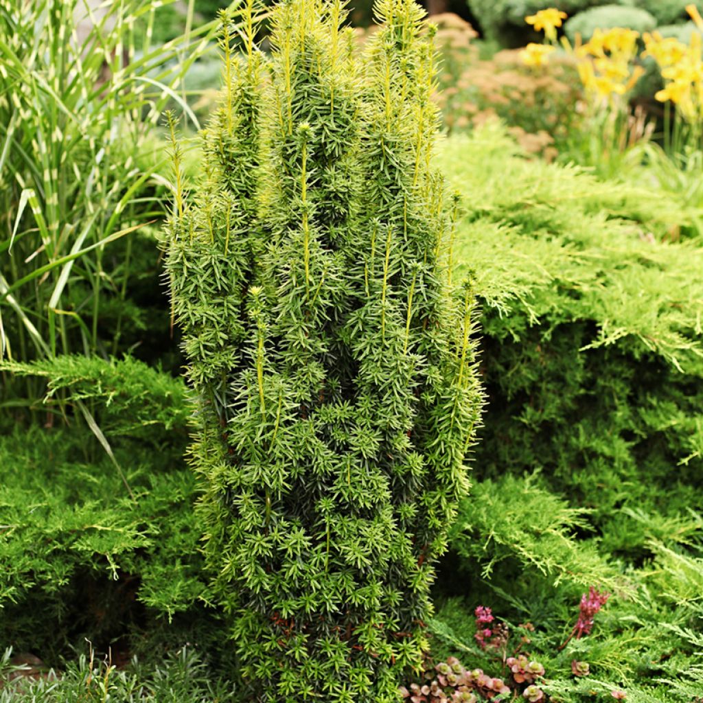 Eibe - Taxus baccata