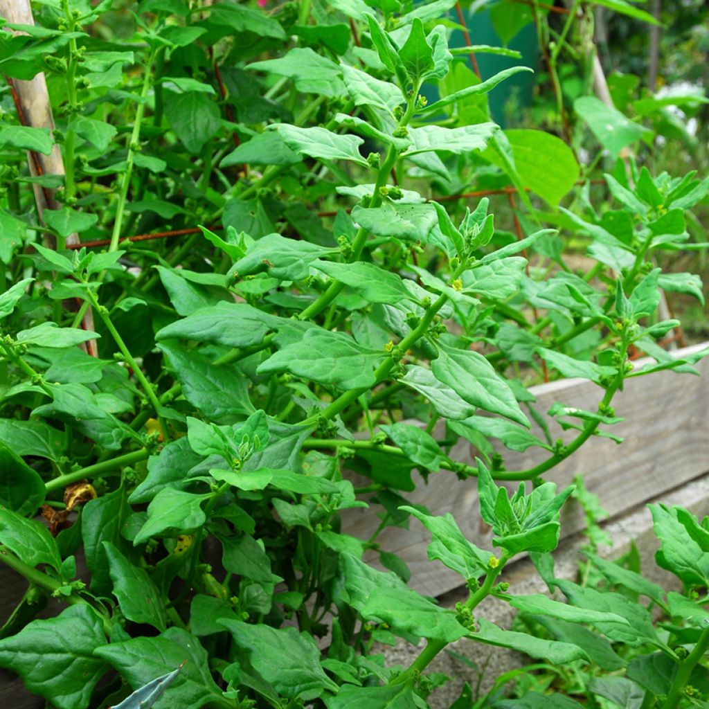 Neuseelandspinat - Tetragonia tetragonoides