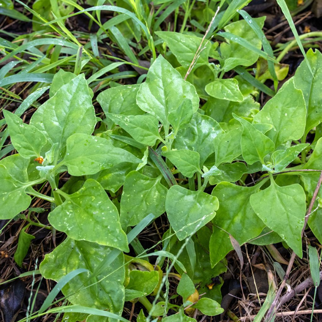 Neuseelandspinat - Tetragonia tetragonoides