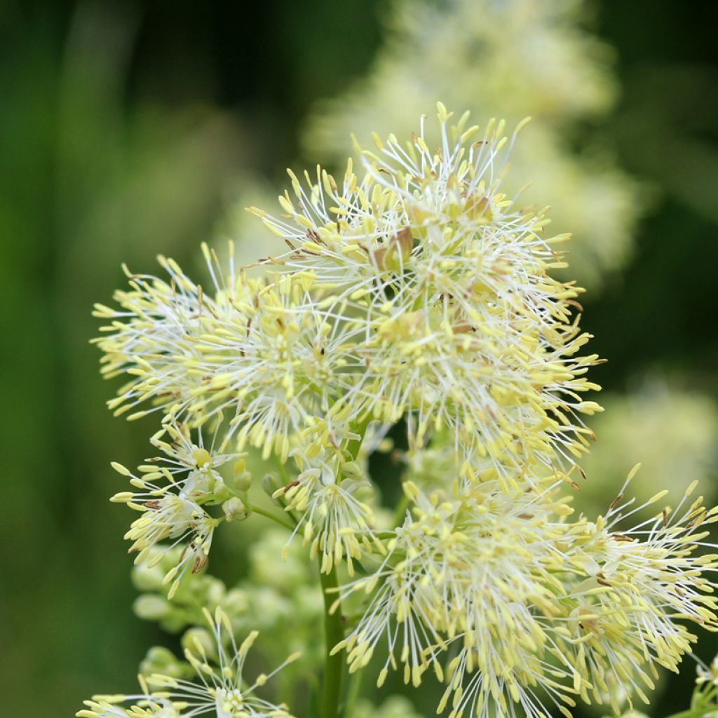 Thalictrum sphaerostachyum - Wiesenraute
