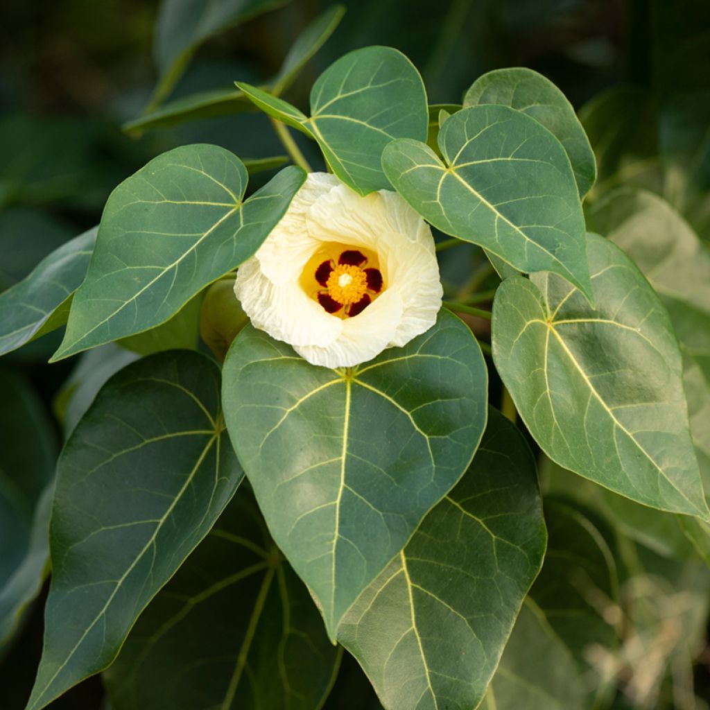 Thespesia populnea - Portiabaum