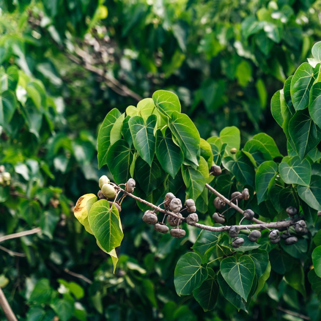 Thespesia populnea - Portiabaum