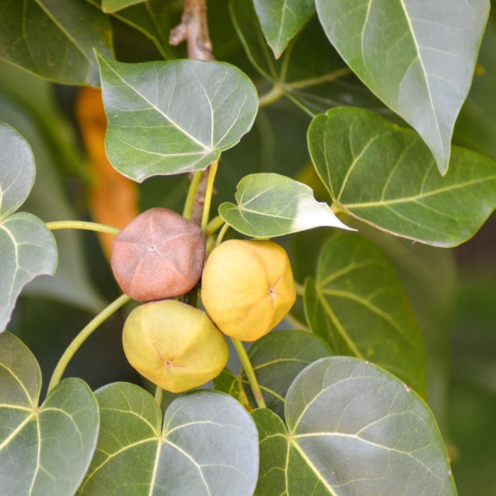 Thespesia populnea - Portiabaum
