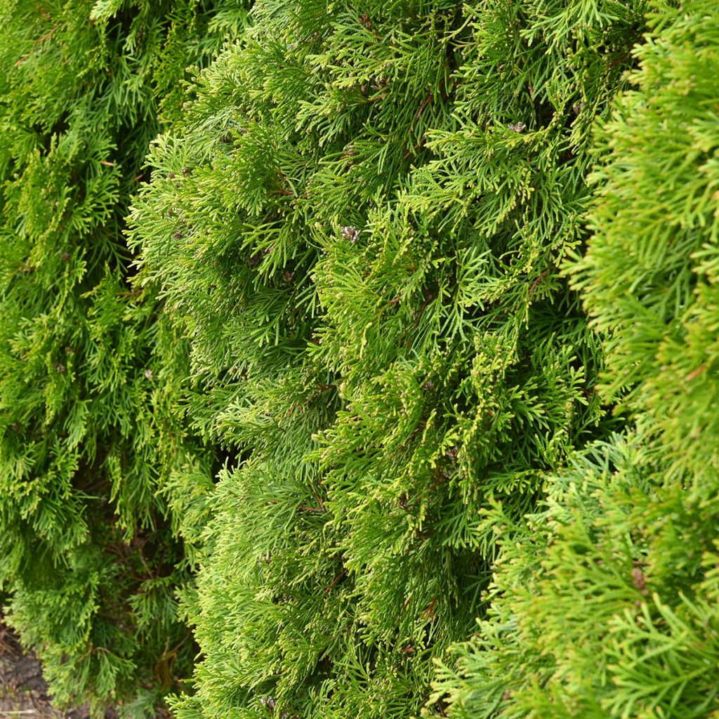 Thuja occidentalis Kordes