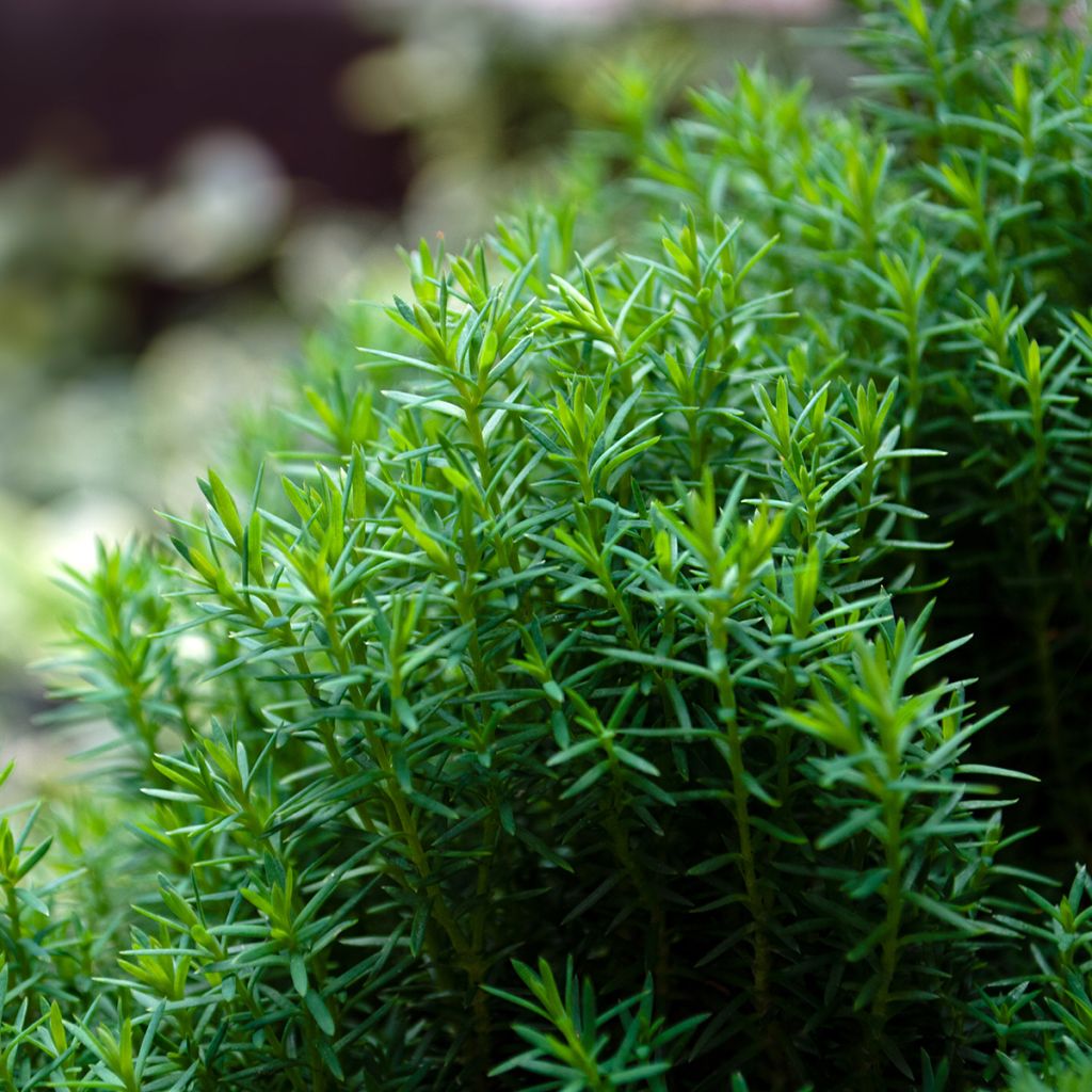 Thuja occidentalis Teddy