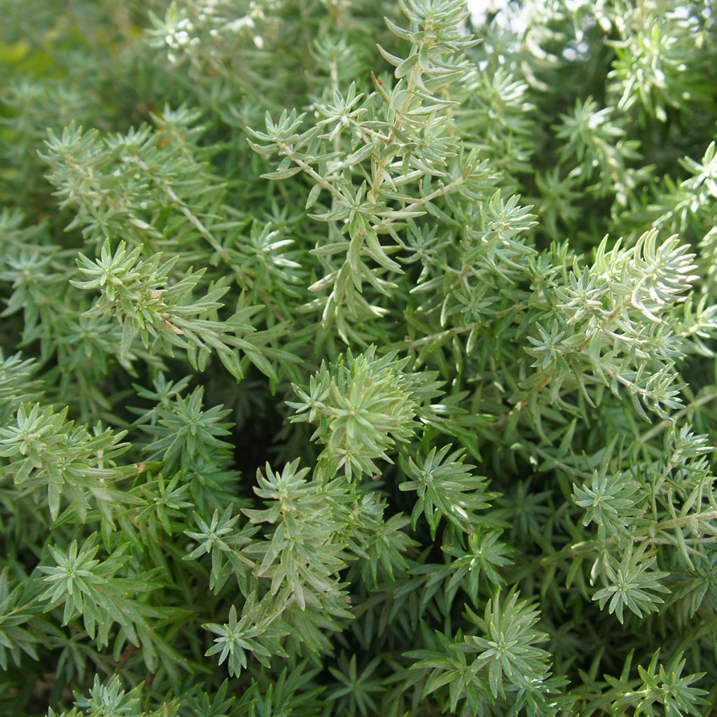 Thuja occidentalis Teddy