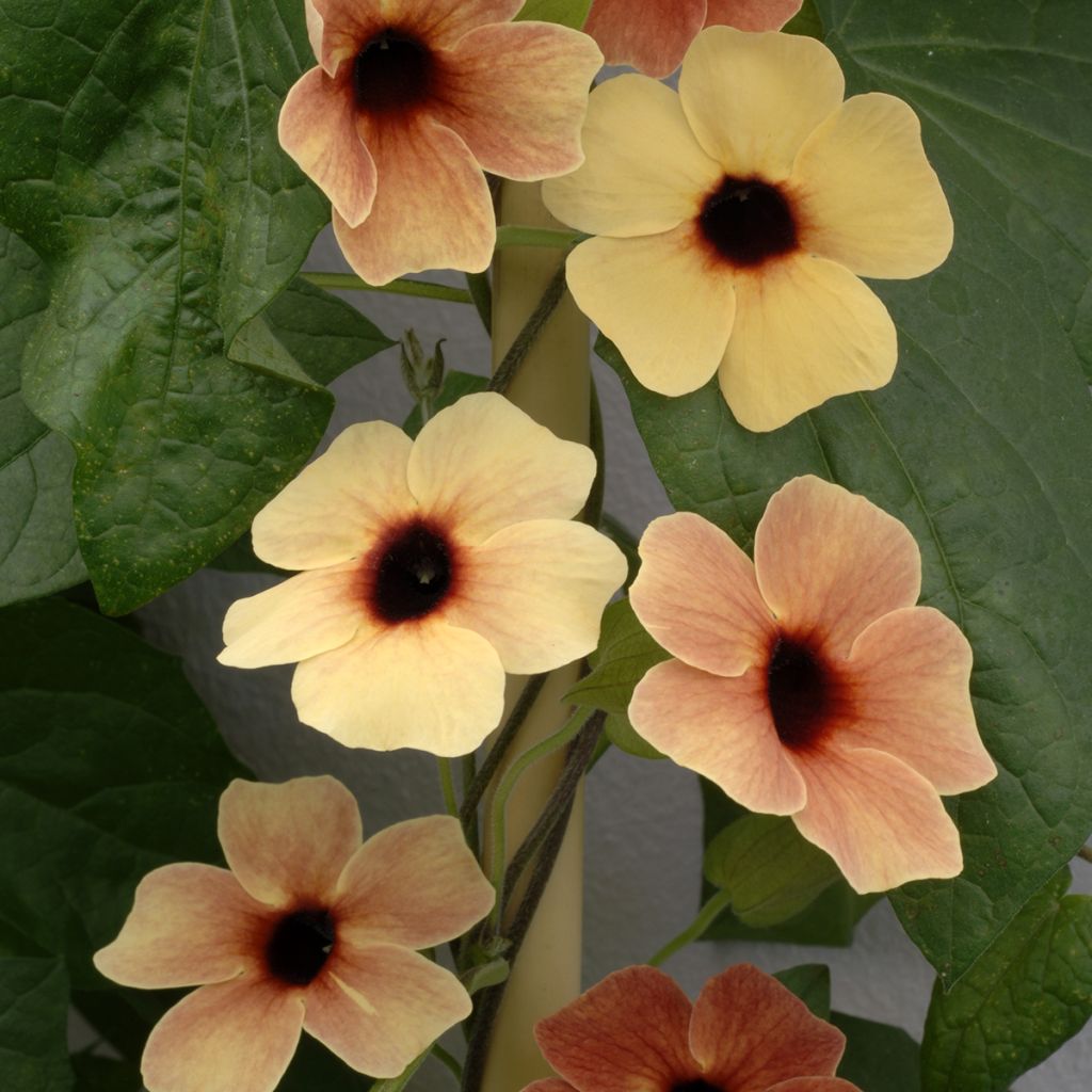 Thunbergia African Sunset (Samen)