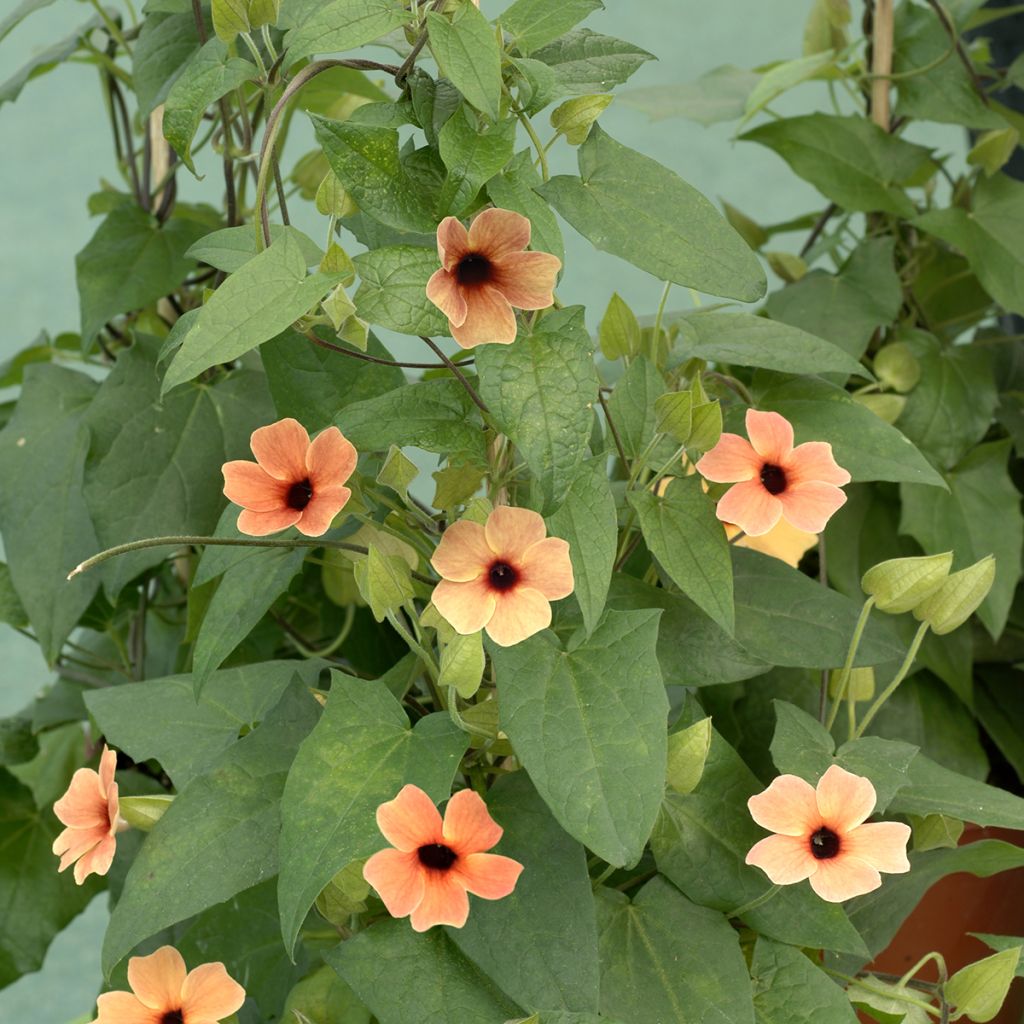 Thunbergia African Sunset (Samen)