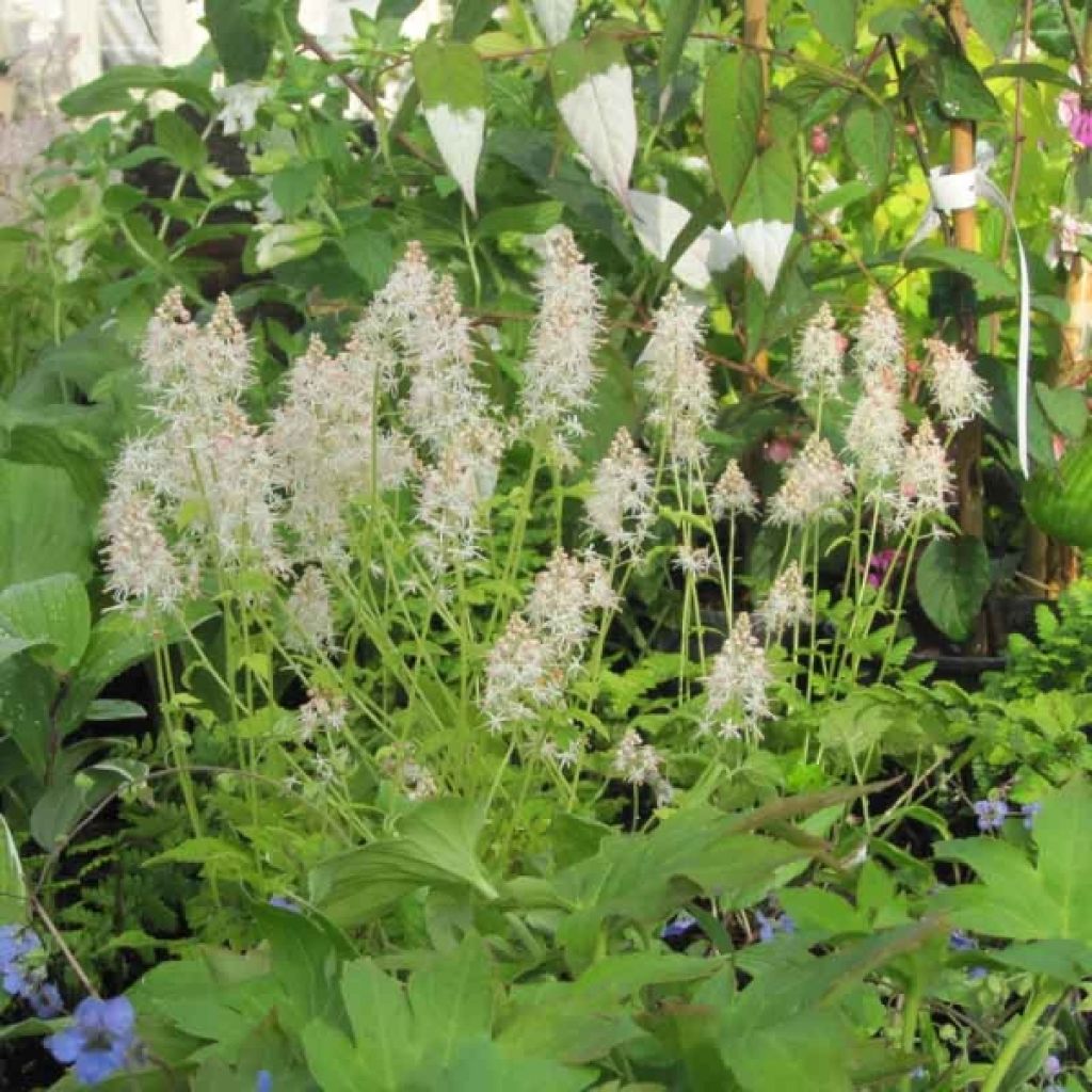 Tiarella cordifolia Moorgrun - Wald-Schaumblüte