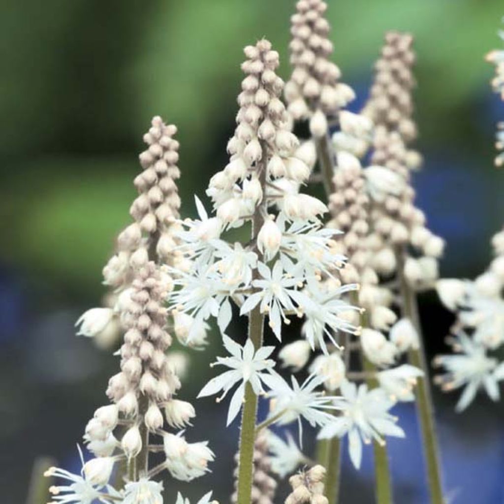 Tiarelle - Tiarella cordifolia
