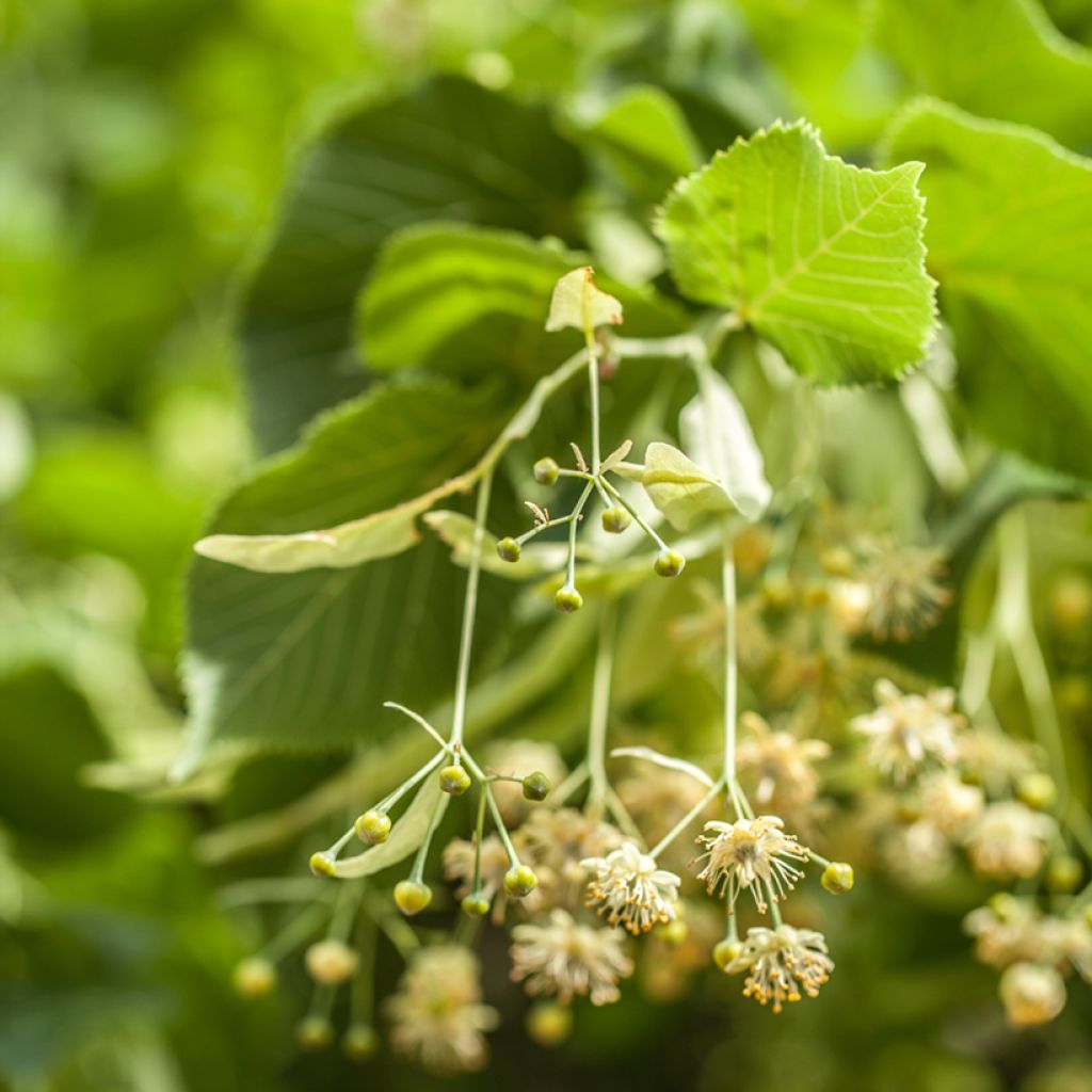 Silber-Linde - Tilia tomentosa