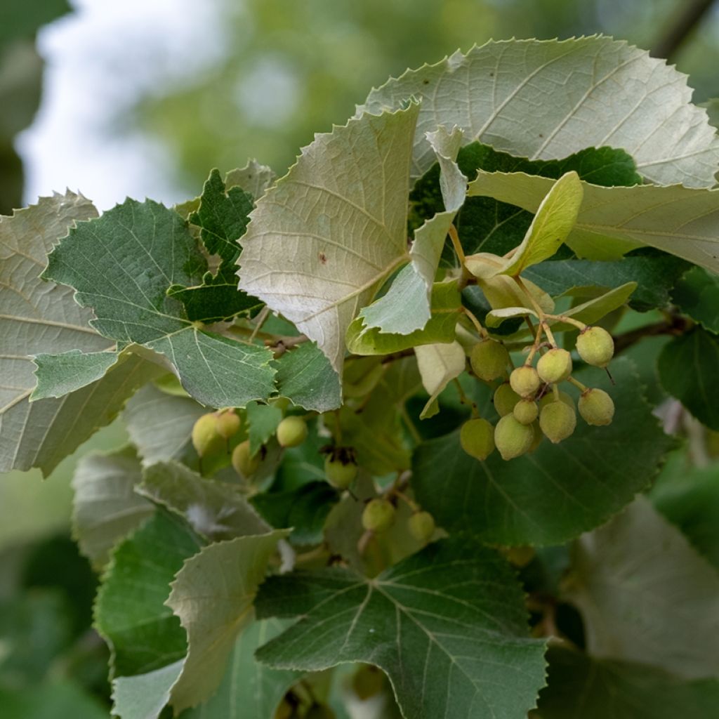 Silber-Linde - Tilia tomentosa