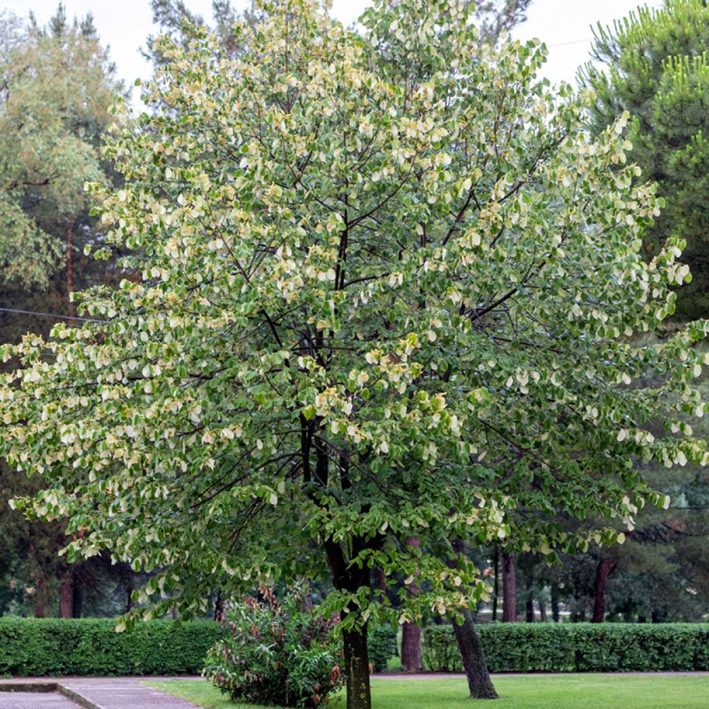 Silber-Linde - Tilia tomentosa
