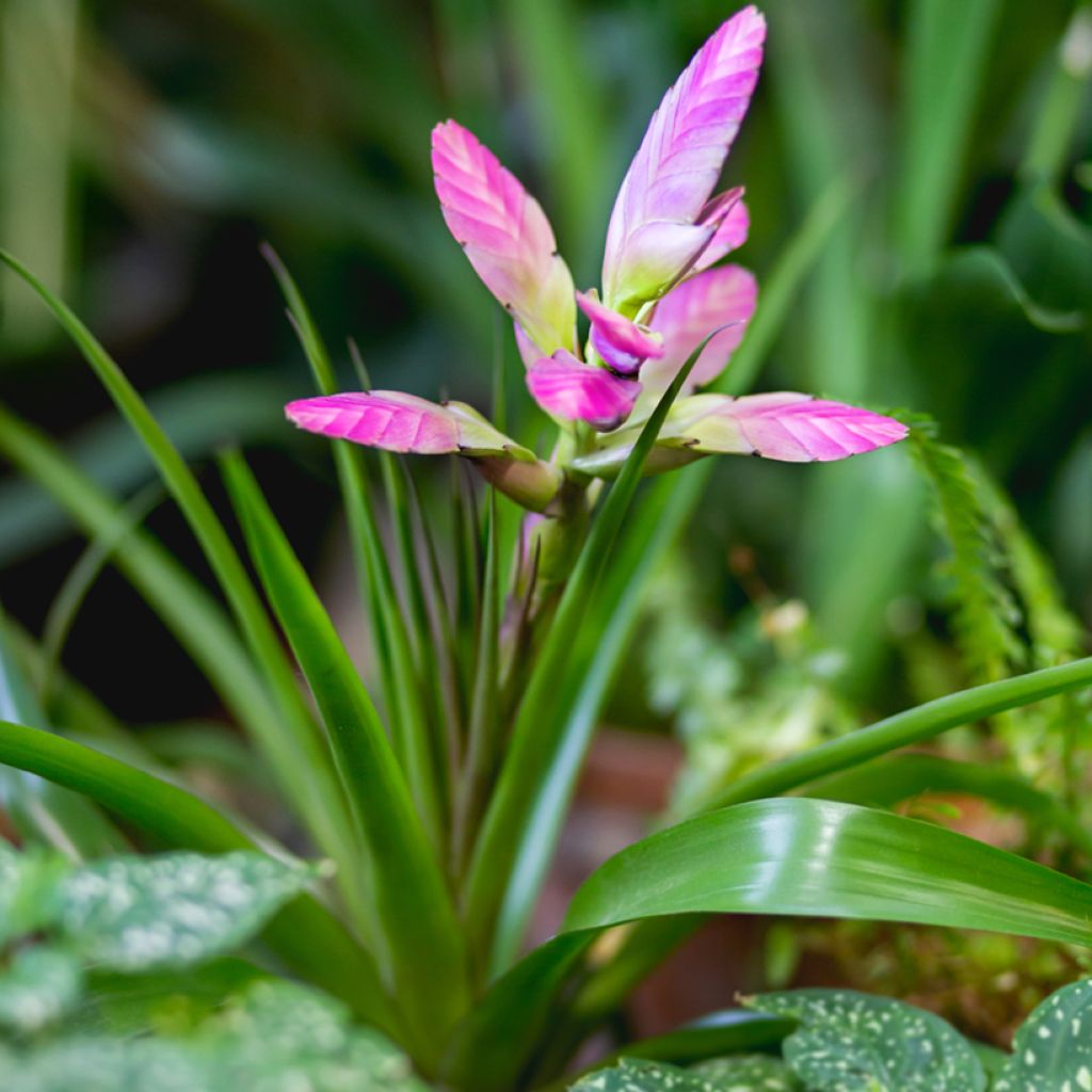 Tillandsia Andreas - Luftpflanze