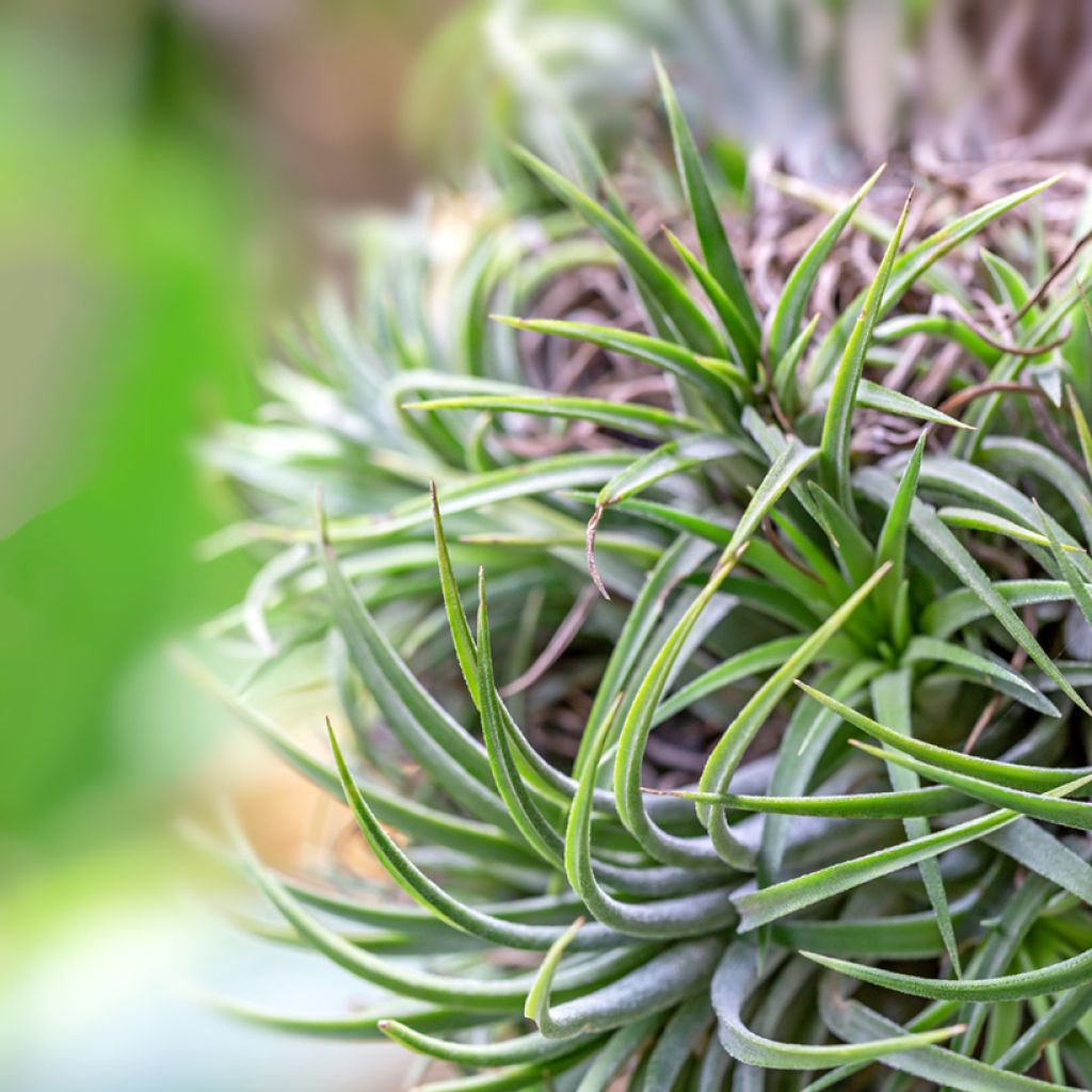 Tillandsia Mizuki - Luftpflanze