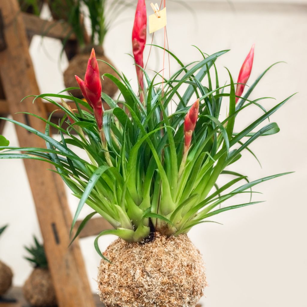 Tillandsia Mizuki - Luftpflanze