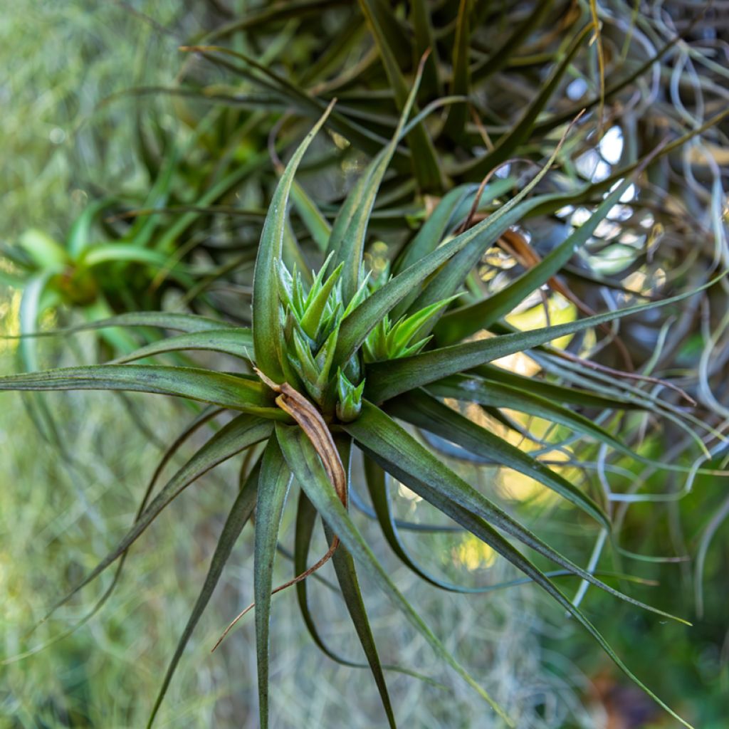 Tillandsia Mizuki - Luftpflanze