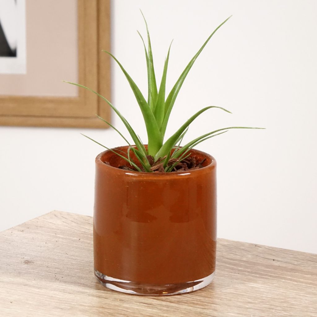 Tillandsia Naomi - Luftpflanze