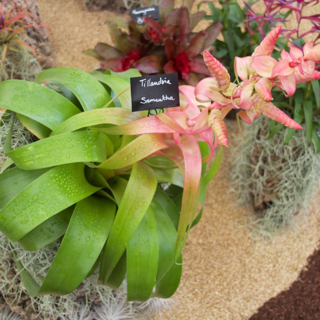 Tillandsia Samantha - Luftpflanze