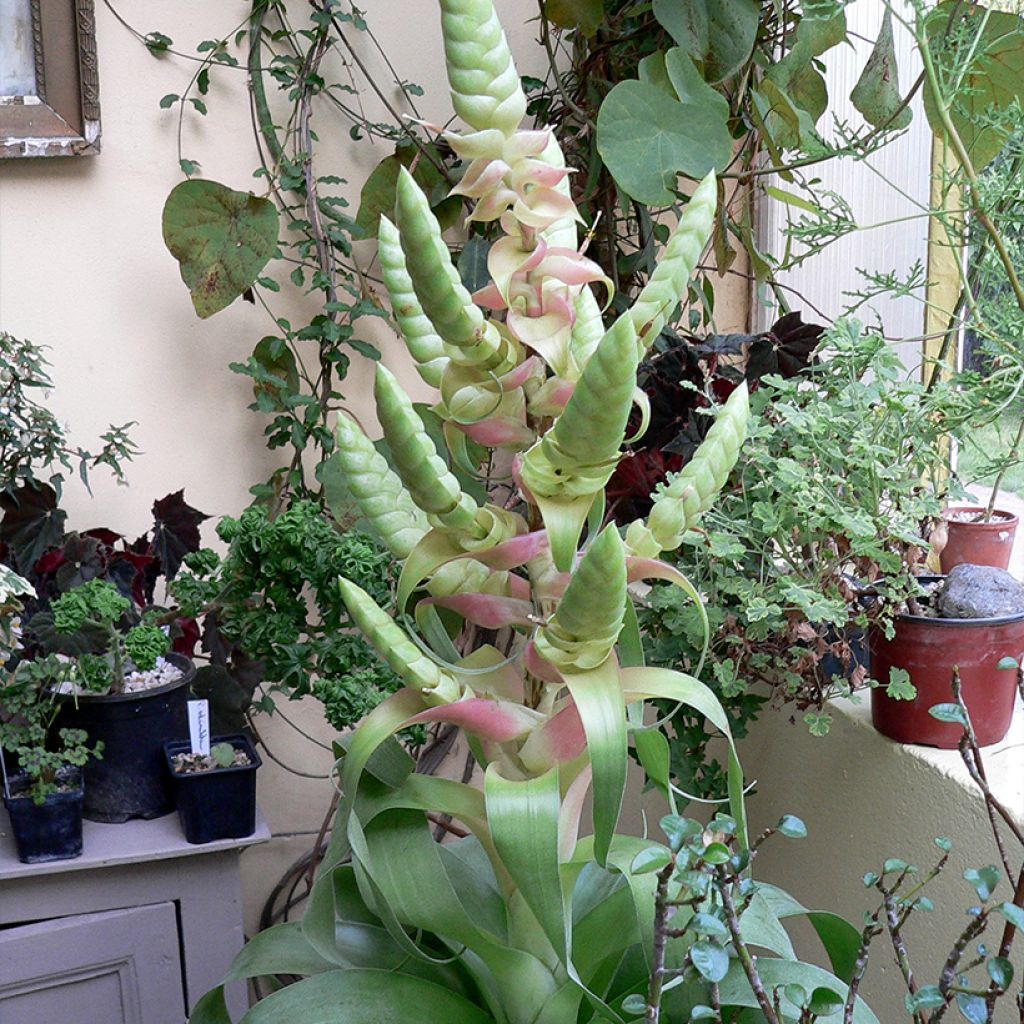 Tillandsia Samantha - Luftpflanze