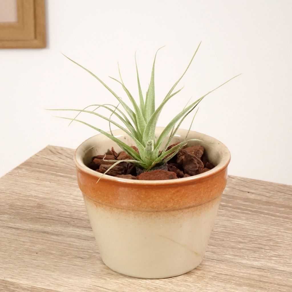 Tillandsia Samantha - Luftpflanze