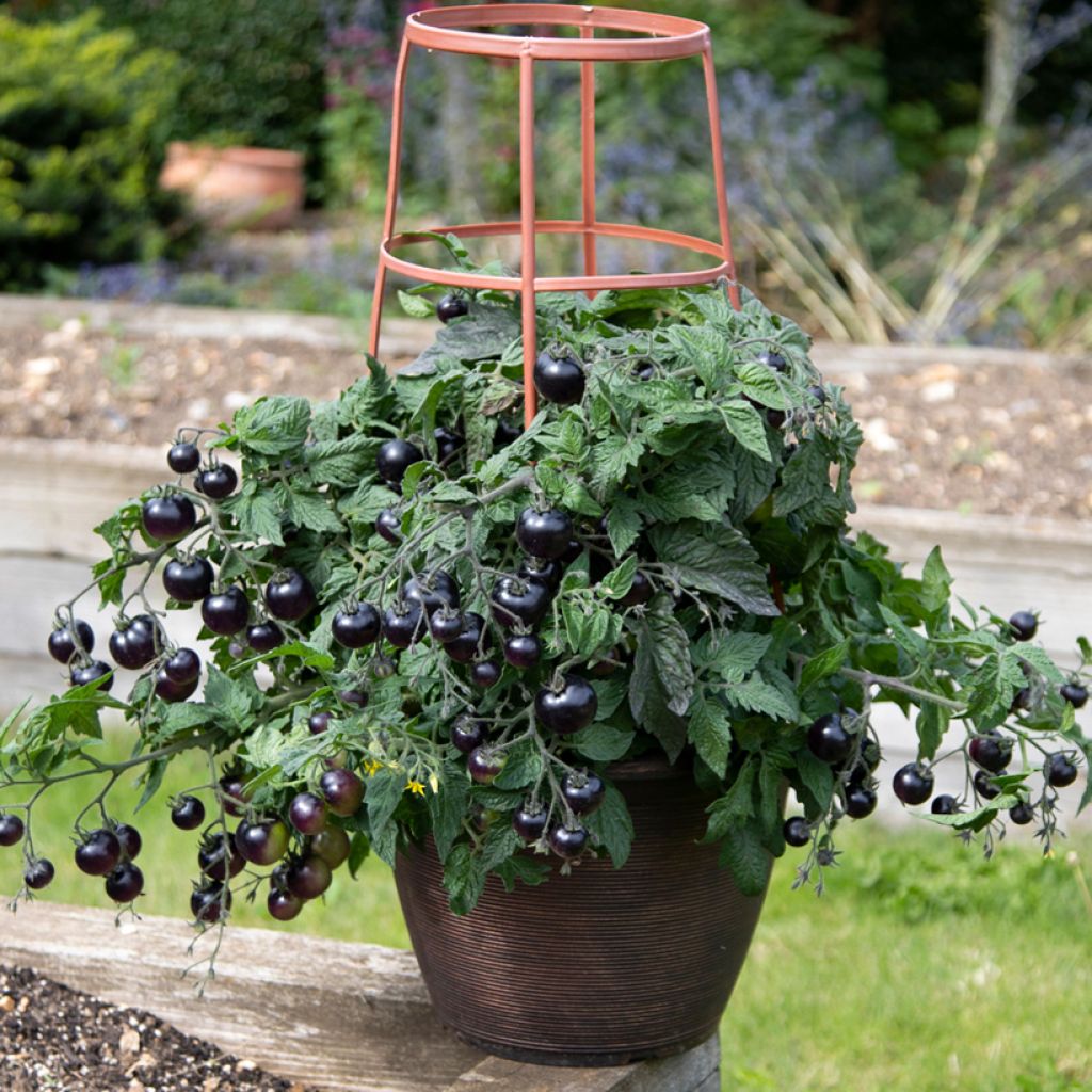 Kirschtomate Akoya F1 (Samen)