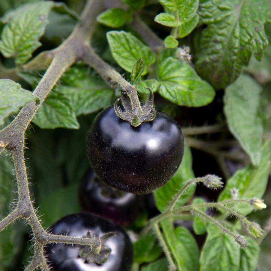 Kirschtomate Akoya F1 (Samen)