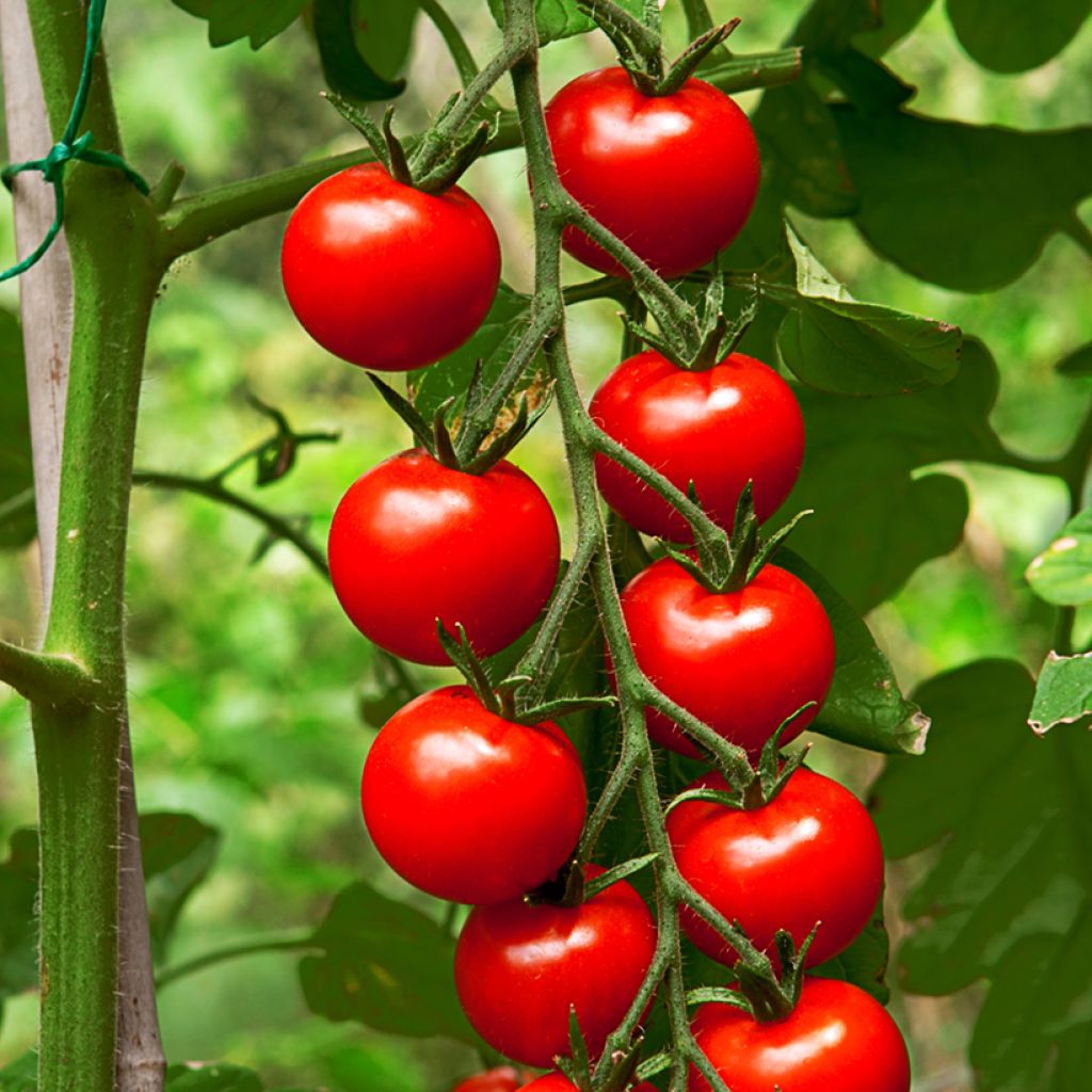 Kirschtomate Gardener's Delight (BIO Samen)
