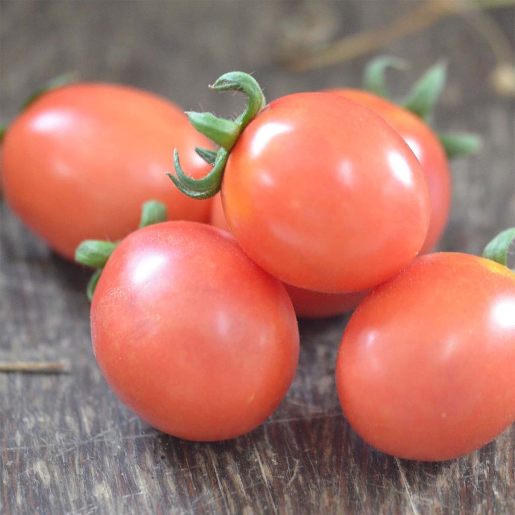 Tomate German Lunch Box Bio