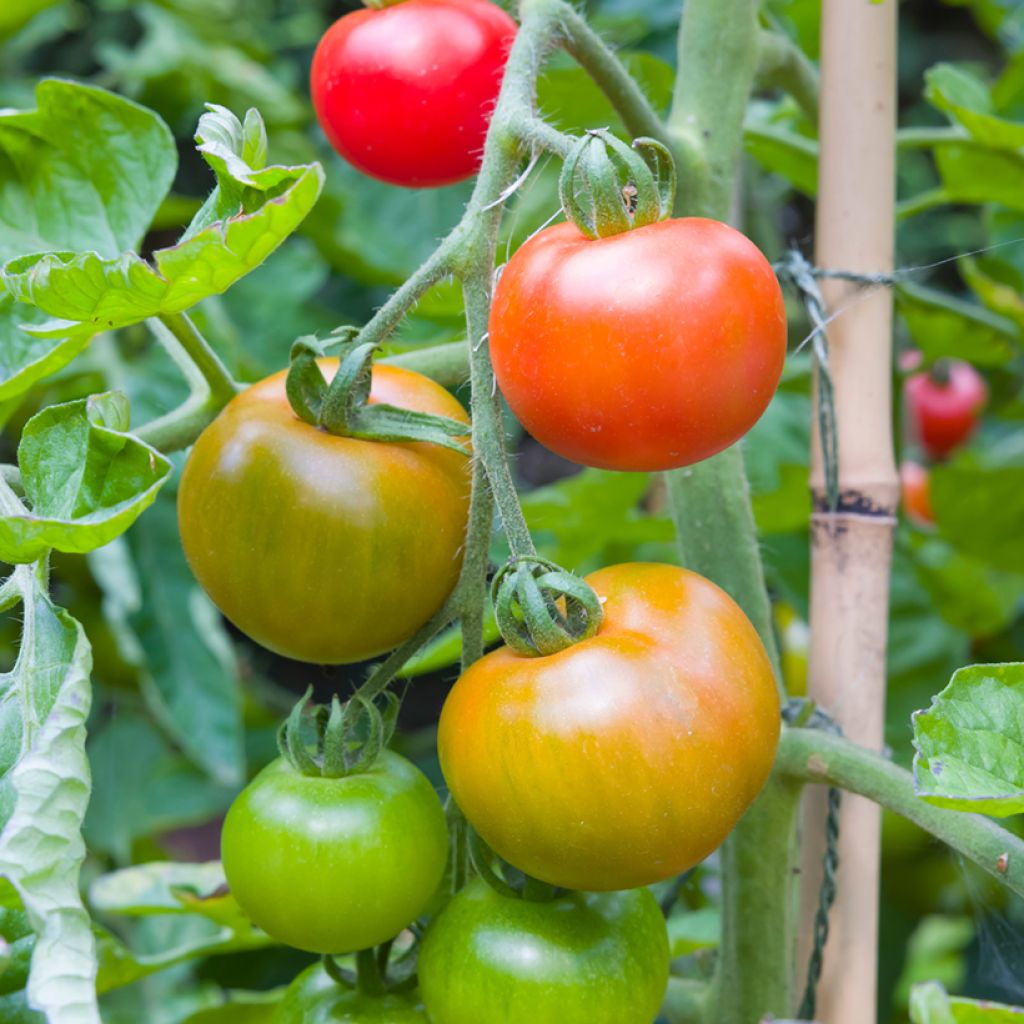 Tomate Moneymaker (BIO Samen)