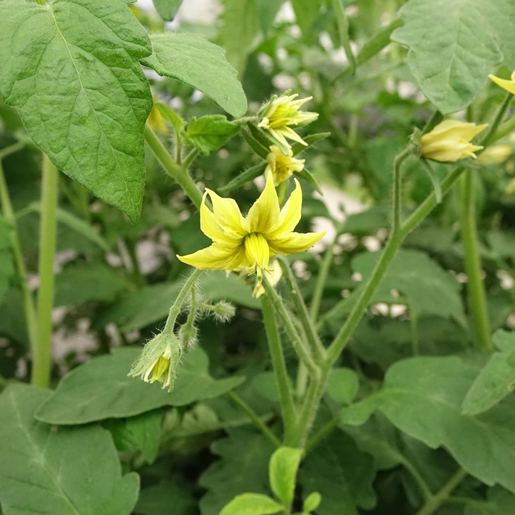 Tomate Noire de Crimée F1 (Veredelte Tomate)