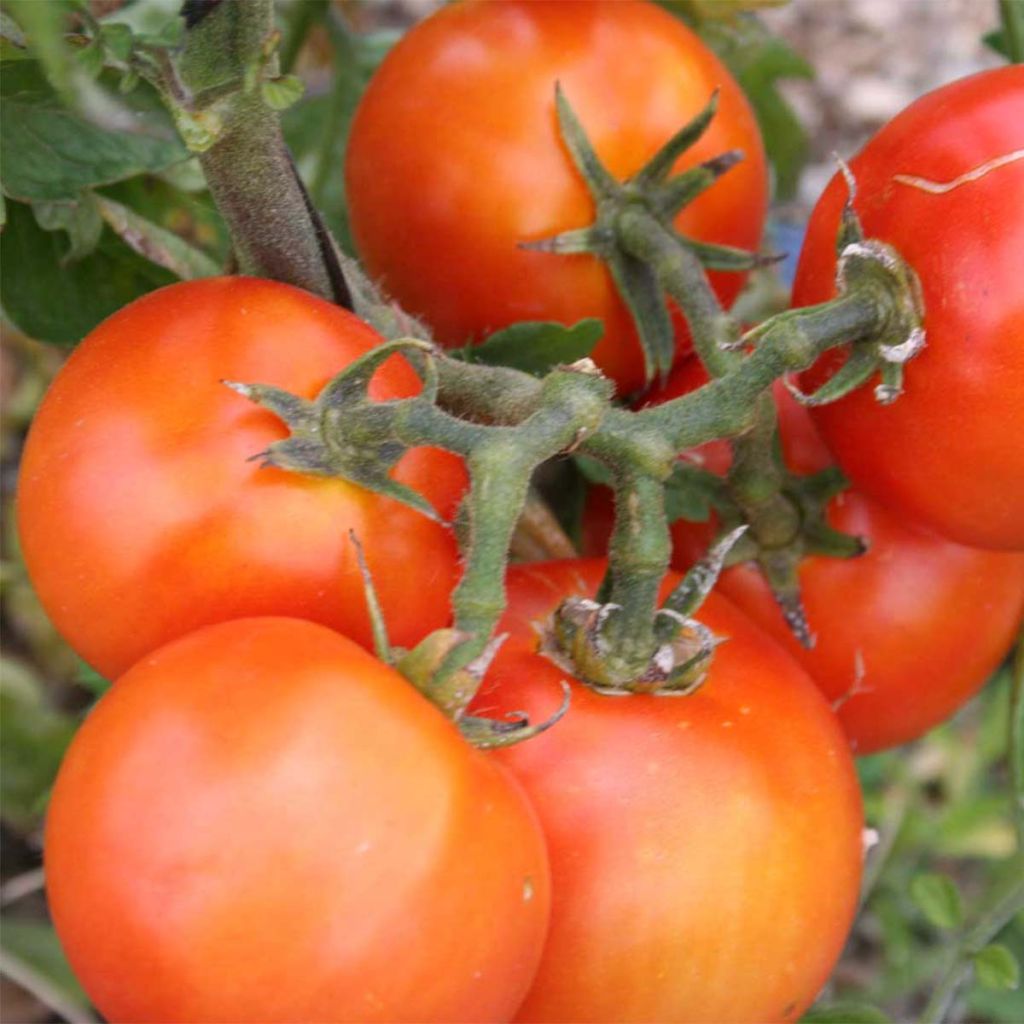 Tomate Royale des Guineaux Bio