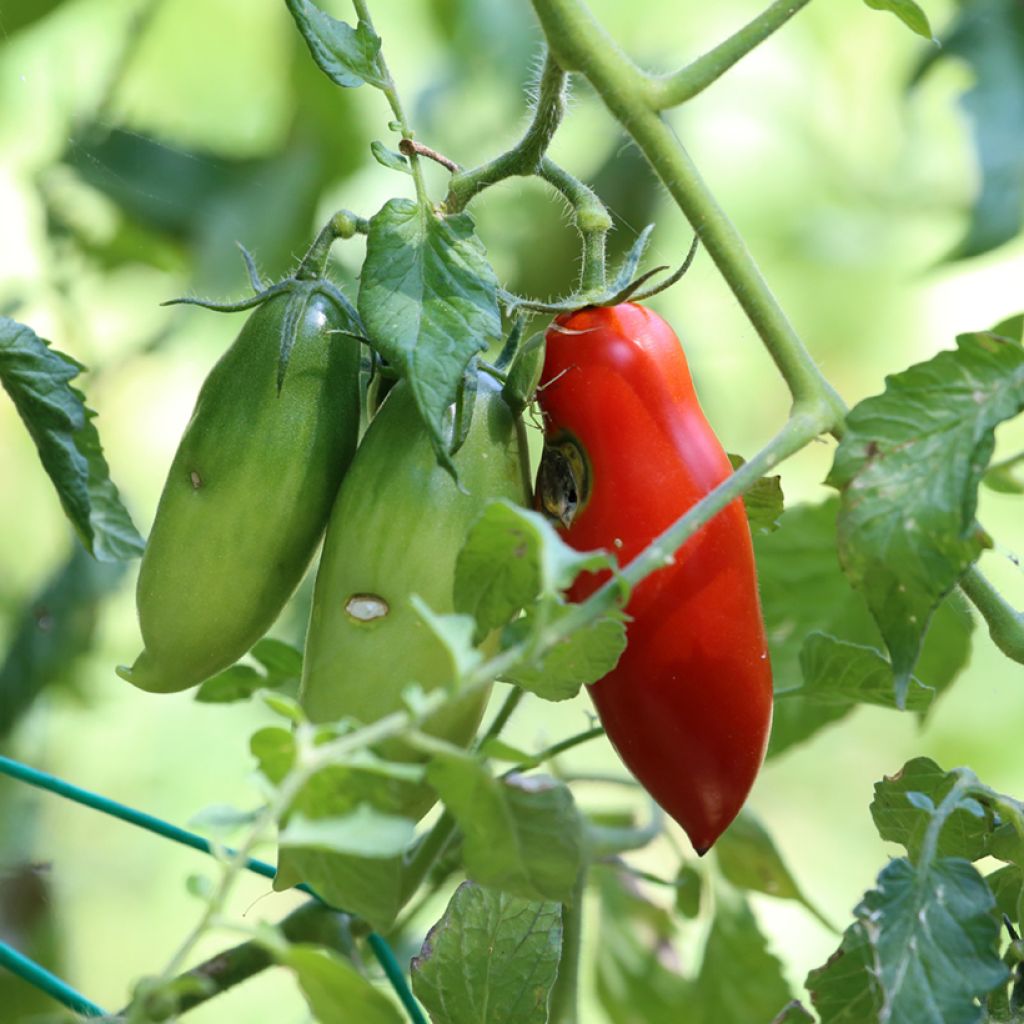 Tomate San Marzano 2 BIO (Samen)