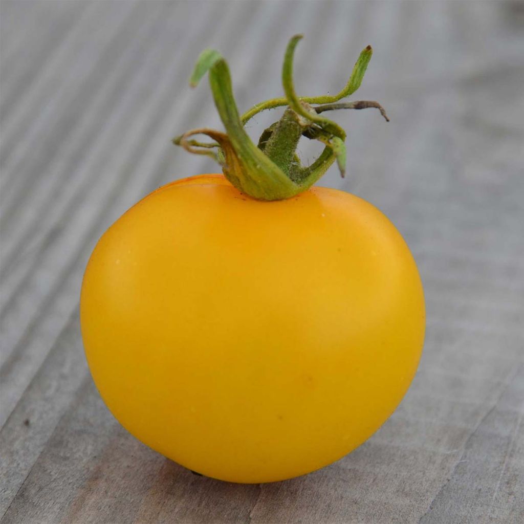 Tomate Yellow Perfection Bio