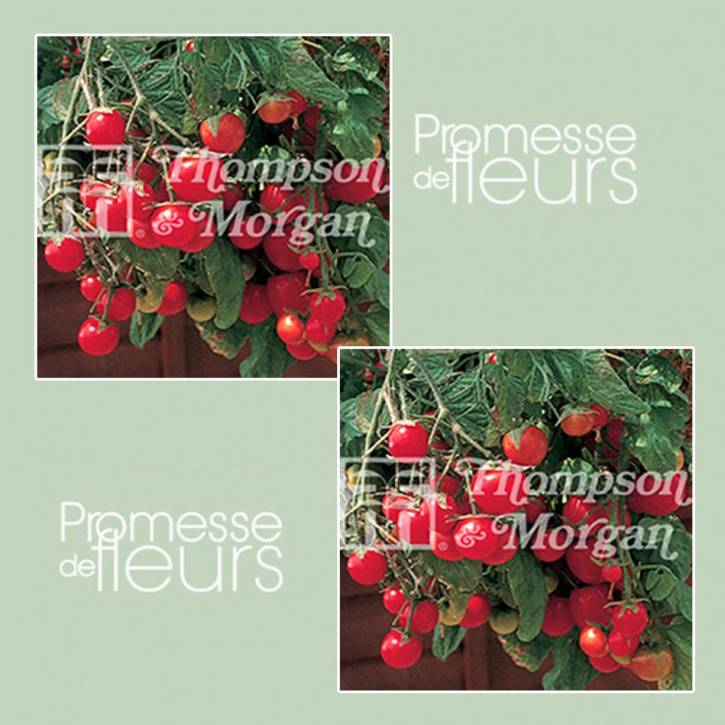 Kirschtomate Gartenperle